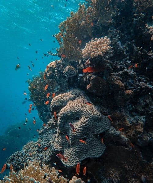 Khám phá đại dương ở đảo Hòn Mun Nha Trang